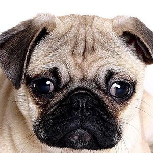 Meet your Posher, Carly